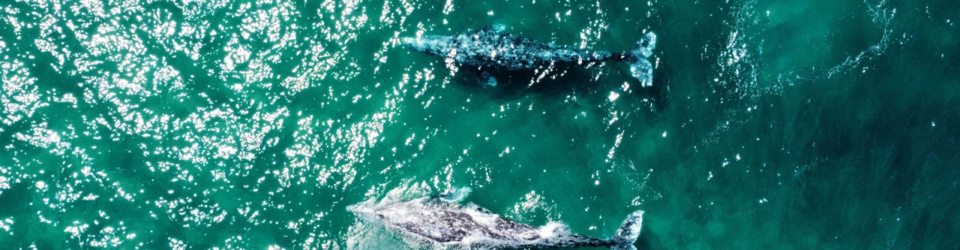 Edited in Tezza with: Vintage